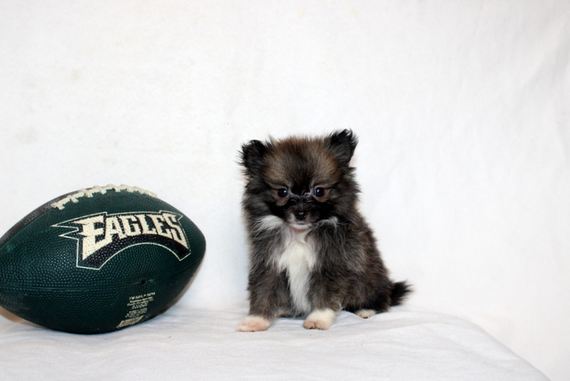 puppy, for, sale, Pomeranian, Matthew B. Stoltzfus, dog, breeder, Gap, PA, dog-breeder, puppy-for-sale, forsale, nearby, find, puppyfind, locator, puppylocator, aca